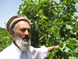 Afghan Raisin Farmer