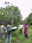 Mango Harvest Burkino Faso
